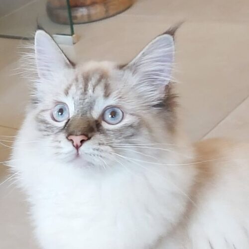 Chaton Siberien Timber Avis