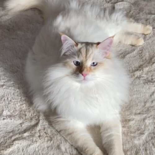 Chaton Siberien Timon Avis